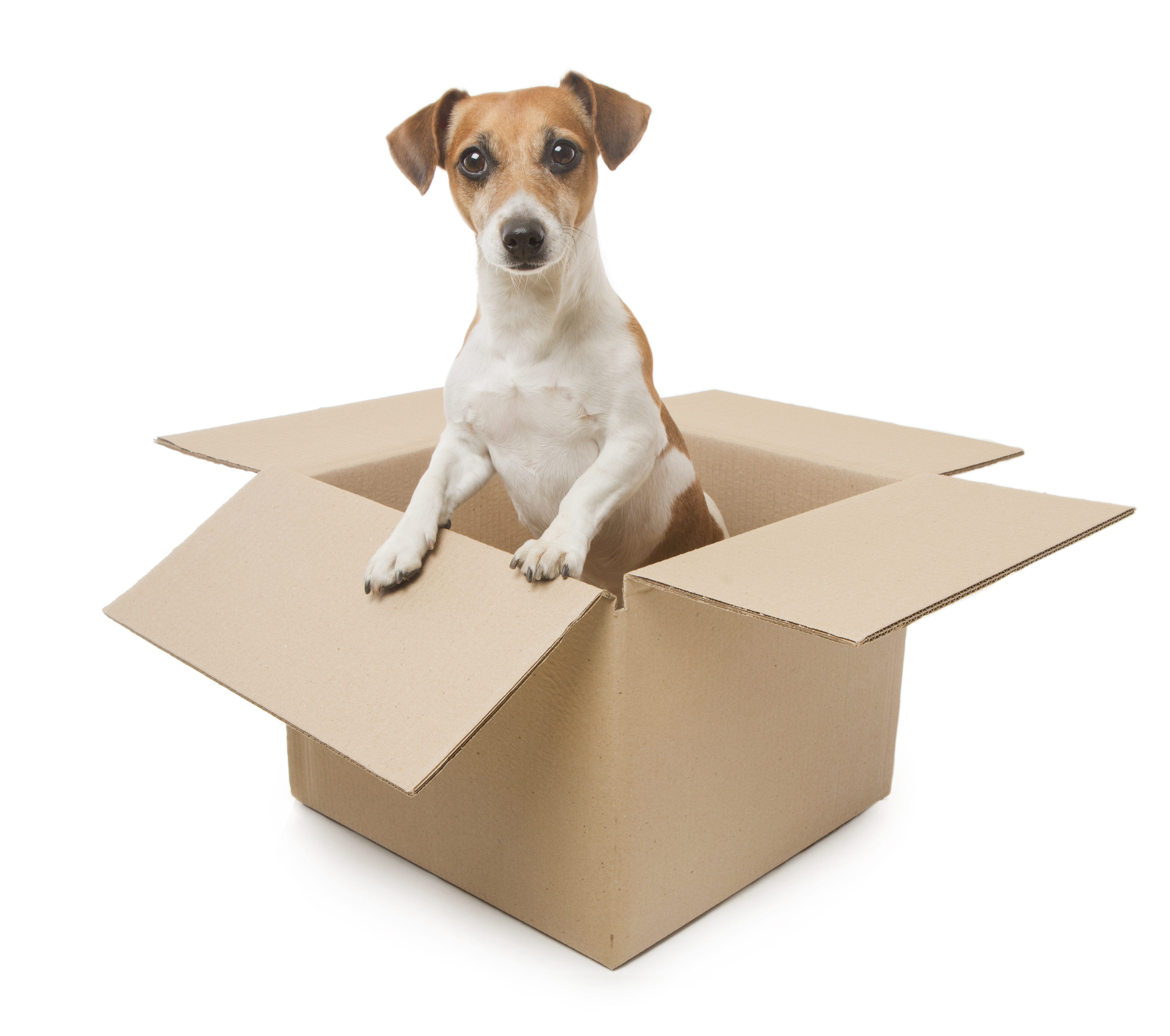 Dog inside the box package delivery